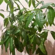 ヒメ日記 2025/08/28 08:39 投稿 かい 奥様プリモ