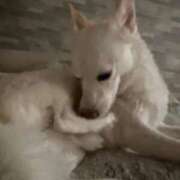 ヒメ日記 2025/09/22 18:19 投稿 かい 奥様プリモ