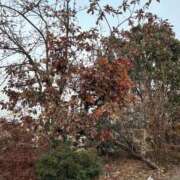 ヒメ日記 2025/10/14 12:59 投稿 かい 奥様プリモ