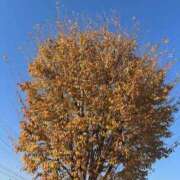 ヒメ日記 2025/11/18 11:48 投稿 かい 奥様プリモ