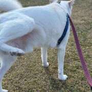 ヒメ日記 2026/01/16 04:49 投稿 かい 奥様プリモ