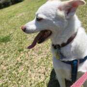 かい 散歩🐶🚶‍♀️ 奥様プリモ