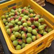 ヒメ日記 2025/11/06 22:55 投稿 千秋(ちあき) お客様満足度NO.1デリヘル！ 秘密倶楽部 凛 千葉