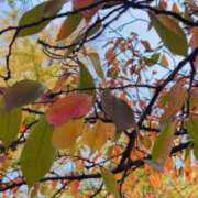 ヒメ日記 2025/11/13 07:16 投稿 千秋(ちあき) お客様満足度NO.1デリヘル！ 秘密倶楽部 凛 千葉