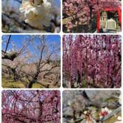 ヒメ日記 2025/03/02 21:52 投稿 ももこ 奥鉄オクテツ東京店（デリヘル市場）