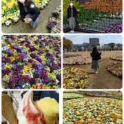 ヒメ日記 2025/04/05 20:40 投稿 ももこ 奥鉄オクテツ東京店（デリヘル市場）