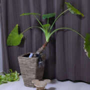 ヒメ日記 2025/06/05 21:34 投稿 ももこ 奥鉄オクテツ東京店（デリヘル市場）