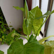 ヒメ日記 2025/07/04 09:42 投稿 ももこ 奥鉄オクテツ東京店（デリヘル市場）