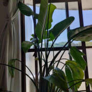 ヒメ日記 2025/08/17 08:58 投稿 ももこ 奥鉄オクテツ東京店（デリヘル市場）