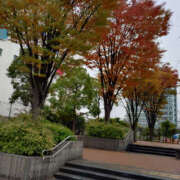 ヒメ日記 2025/11/14 10:57 投稿 ももこ 奥鉄オクテツ東京店（デリヘル市場）