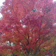 ヒメ日記 2025/11/23 20:12 投稿 ももこ 奥鉄オクテツ東京店（デリヘル市場）