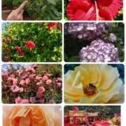 ヒメ日記 2025/12/07 09:47 投稿 ももこ 奥鉄オクテツ東京店（デリヘル市場）