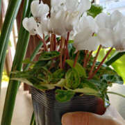 ヒメ日記 2026/01/19 13:54 投稿 ももこ 奥鉄オクテツ東京店（デリヘル市場）