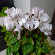 ヒメ日記 2026/01/31 18:41 投稿 ももこ 奥鉄オクテツ東京店（デリヘル市場）