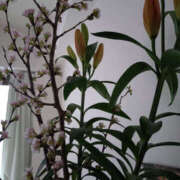 ヒメ日記 2026/03/03 09:40 投稿 ももこ 奥鉄オクテツ東京店（デリヘル市場）