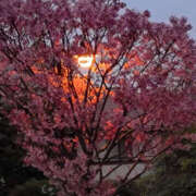 ヒメ日記 2026/03/28 19:38 投稿 ももこ 奥鉄オクテツ東京店（デリヘル市場）