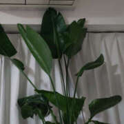 ヒメ日記 2026/04/03 21:45 投稿 ももこ 奥鉄オクテツ東京店（デリヘル市場）