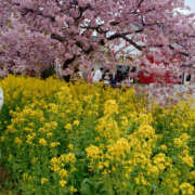 ヒメ日記 2026/04/08 10:24 投稿 ももこ 奥鉄オクテツ東京店（デリヘル市場）