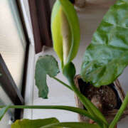 ヒメ日記 2026/05/18 09:12 投稿 ももこ 奥鉄オクテツ東京店（デリヘル市場）