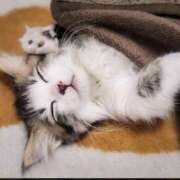 ヒメ日記 2024/12/28 23:19 投稿 らんか 奥鉄オクテツ東京店（デリヘル市場）