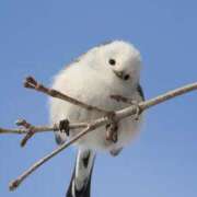 ヒメ日記 2025/04/22 15:46 投稿 らんか 奥鉄オクテツ東京店（デリヘル市場）