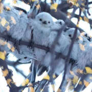 ヒメ日記 2025/05/02 09:46 投稿 らんか 奥鉄オクテツ東京店（デリヘル市場）