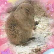 ヒメ日記 2025/04/08 16:45 投稿 あまね 奥鉄オクテツ東京店（デリヘル市場）