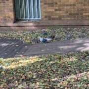 ヒメ日記 2025/11/16 08:56 投稿 あやな シークレットタッチ