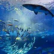 ヒメ日記 2026/02/15 01:21 投稿 ☆カンナ☆ ピンクコレクション大阪