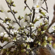 ヒメ日記 2025/03/28 18:54 投稿 えりか 奥鉄オクテツ大阪