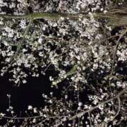 ヒメ日記 2026/04/02 20:04 投稿 りん ごほうびSPA五反田店