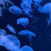 ヒメ日記 2024/12/29 09:23 投稿 るく 花火-hanabi-(すすきの)