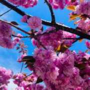 ヒメ日記 2025/05/02 09:55 投稿 るく 花火-hanabi-(すすきの)