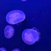 ヒメ日記 2025/12/29 15:13 投稿 るく 花火-hanabi-(すすきの)