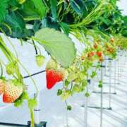 ヒメ日記 2025/01/31 11:21 投稿 ゆき 小田原人妻城