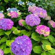 ヒメ日記 2025/06/12 11:33 投稿 ゆき 小田原人妻城