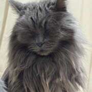 ヒメ日記 2026/01/30 19:28 投稿 泉ちこ 若奥サマンサ（横浜ハレ系）