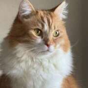 ヒメ日記 2026/02/11 16:48 投稿 泉ちこ 若奥サマンサ（横浜ハレ系）