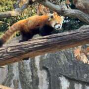 ヒメ日記 2026/02/20 05:42 投稿 泉ちこ 若奥サマンサ（横浜ハレ系）