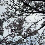 ヒメ日記 2026/04/01 06:18 投稿 泉ちこ 若奥サマンサ（横浜ハレ系）