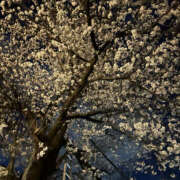 ヒメ日記 2025/04/07 17:40 投稿 ひまり 奥鉄オクテツ神奈川店（デリヘル市場グループ）