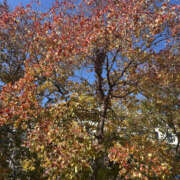 ひまり 秋晴れ 奥鉄オクテツ神奈川店（デリヘル市場グループ）