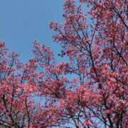 ヒメ日記 2025/03/23 22:22 投稿 まどか 花夫人