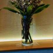 ヒメ日記 2025/03/08 22:52 投稿 咲（サク） シェリーエンジェル