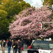 ヒメ日記 2025/03/11 02:01 投稿 咲（サク） シェリーエンジェル