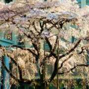 ヒメ日記 2025/03/27 01:09 投稿 咲（サク） シェリーエンジェル