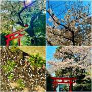 ヒメ日記 2025/04/08 22:31 投稿 咲（サク） シェリーエンジェル