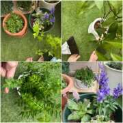 ヒメ日記 2025/04/24 18:32 投稿 咲（サク） シェリーエンジェル