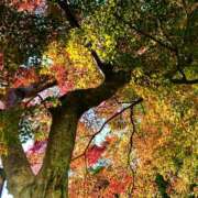 ヒメ日記 2025/11/14 16:56 投稿 咲（サク） シェリーエンジェル