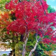 ヒメ日記 2025/11/14 17:07 投稿 咲（サク） シェリーエンジェル